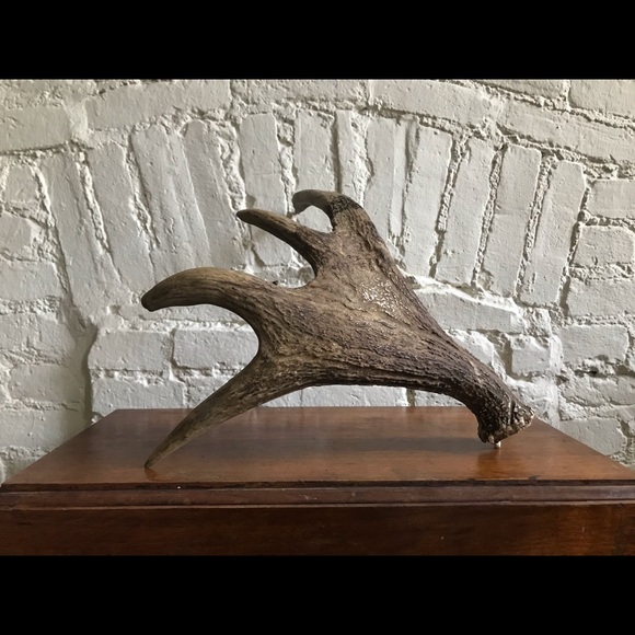 ❗️Sold❗️Moose Antlers - Picture 5 of 5